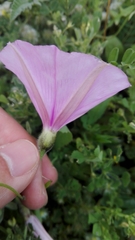 Convolvulus althaeoides althaeoides