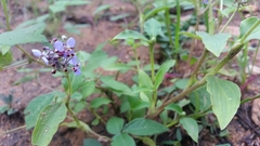 Aneilema nicholsonii