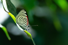 Diaethria eluina