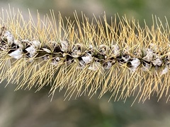 Macalpinomyces neglectus