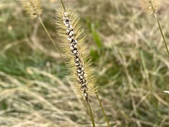 Macalpinomyces neglectus