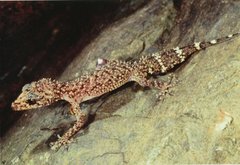 Champion's Broad-Tailed Gecko photo 2