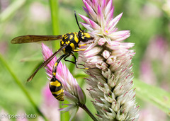 Phimenes flavopictus flavopictus
