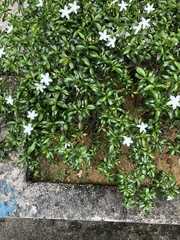 Tabernaemontana divaricata