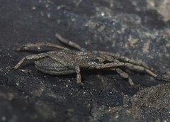 Trogulus tricarinatus