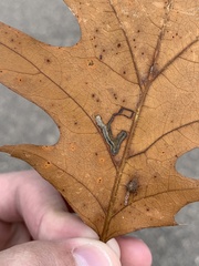 Stigmella quercipulchella