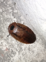 Blaberinae