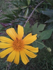 Tithonia diversifolia image