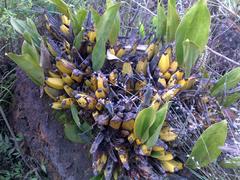 Bifrenaria