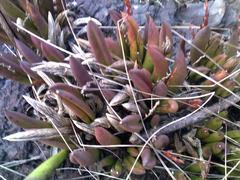 Epidendreae