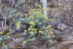 Sedum treleasei