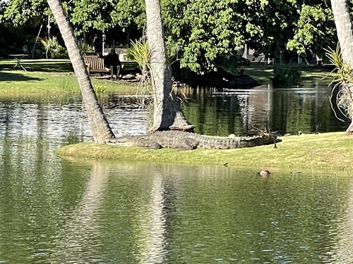 American Crocodile photographed in Florida