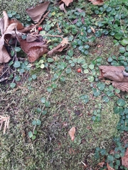 Mitchella repens