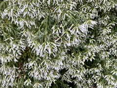 Baccharis angustifolia