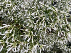 Baccharis angustifolia