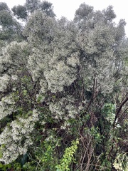 Baccharis angustifolia