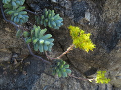 Sedum treleasei