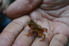 Proceratophrys renalis