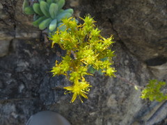 Sedum treleasei