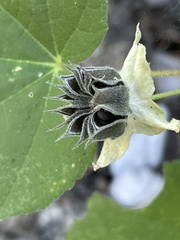 Abutilon dugesii