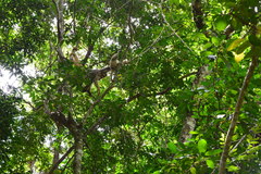 Brachyteles hypoxanthus
