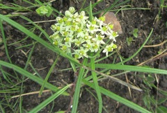Xysmalobium involucratum