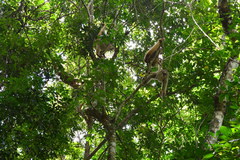 Brachyteles hypoxanthus