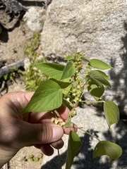 Acalypha comonduana