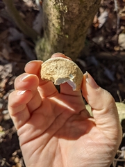 Pseudospongipellis unicolor
