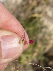 Boerhavia gracillima
