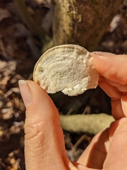 Pseudospongipellis unicolor