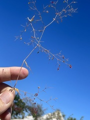Boerhavia gracillima