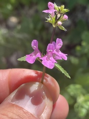 Stachys tenerrima