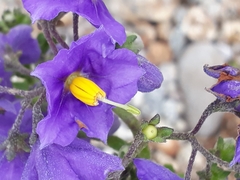 Solanum pinnatum