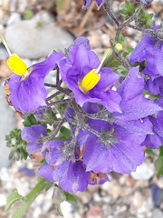Solanum pinnatum