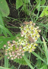 Xysmalobium involucratum