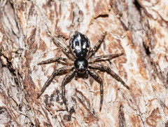 Tharpyna campestrata