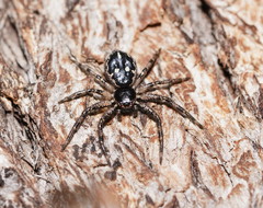 Tharpyna campestrata