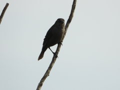 Molothrus bonariensis