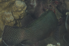Epinephelus ongus