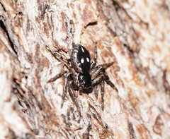 Tharpyna campestrata