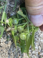 Solanum adscendens