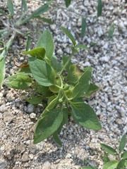 Solanum adscendens