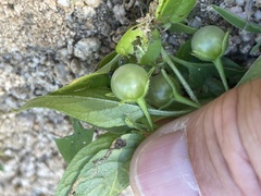 Solanum adscendens