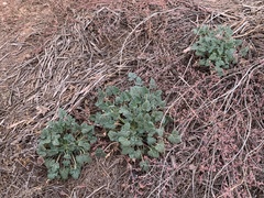 Erodium texanum