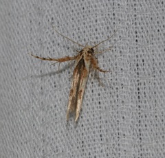 Stathmopoda stimulata