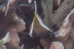 Heniochus varius