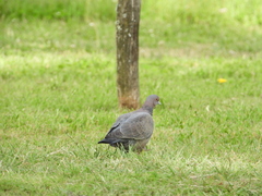 Patagioenas picazuro