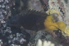 Siganus uspi