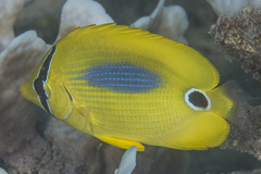 Chaetodon plebeius
